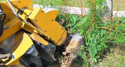 Fayetteville Stump Grinding Services